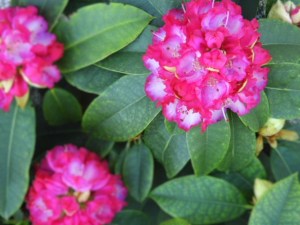 Le rhododendron de mon jardin