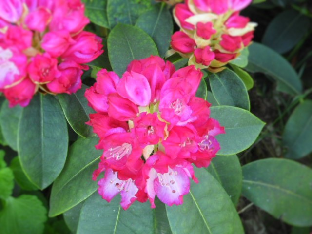 Rhododendron-du-jardin