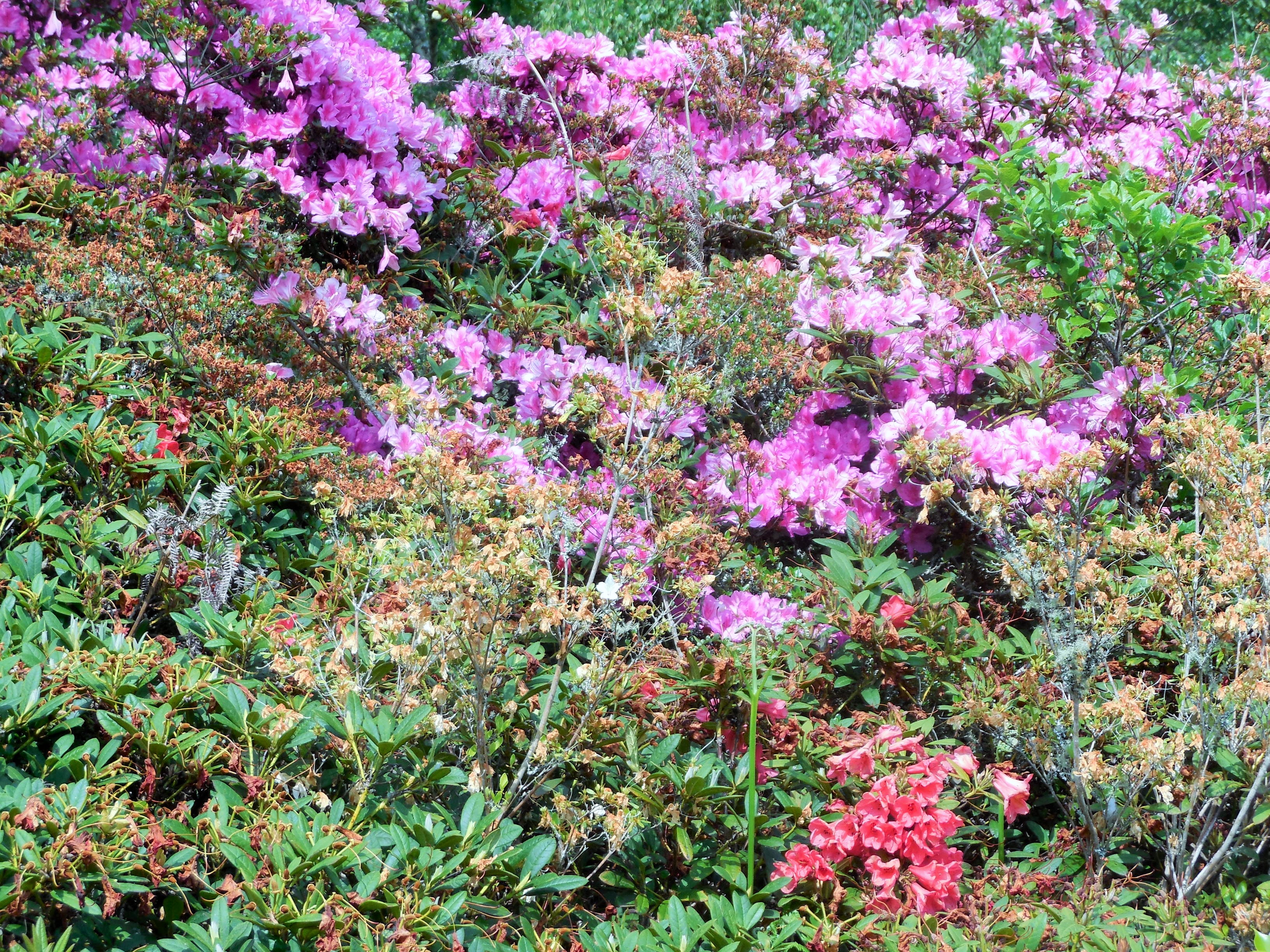 boutiguery-parc-floral-finistere (151)