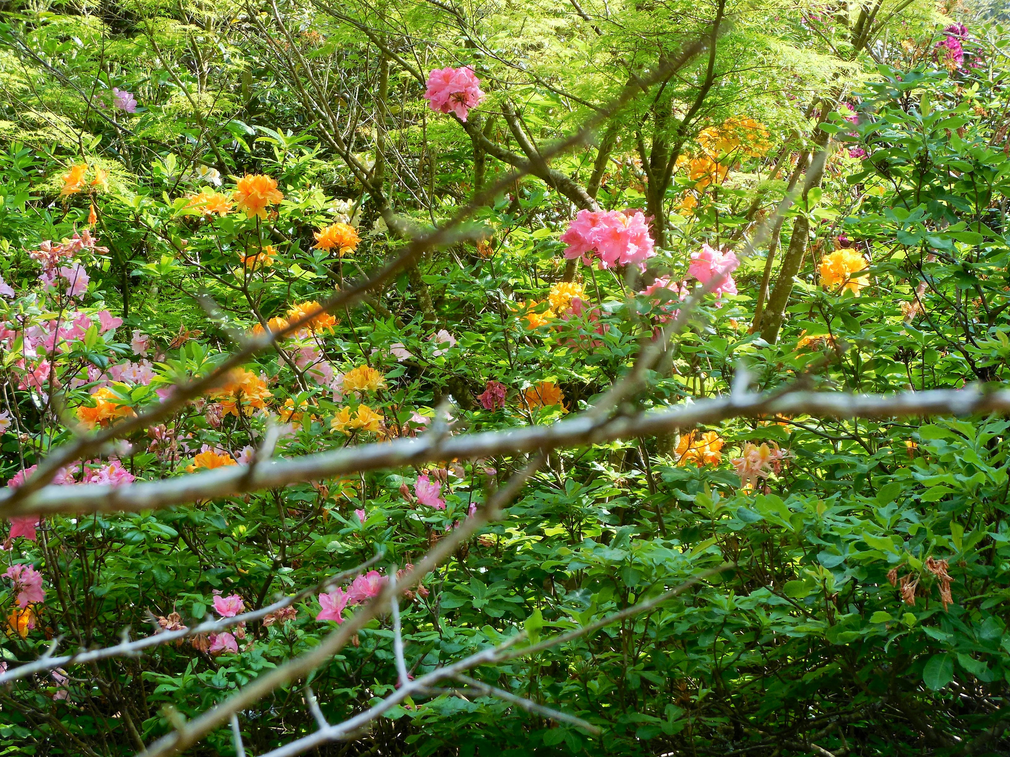 boutiguery-parc-floral-finistere (161)