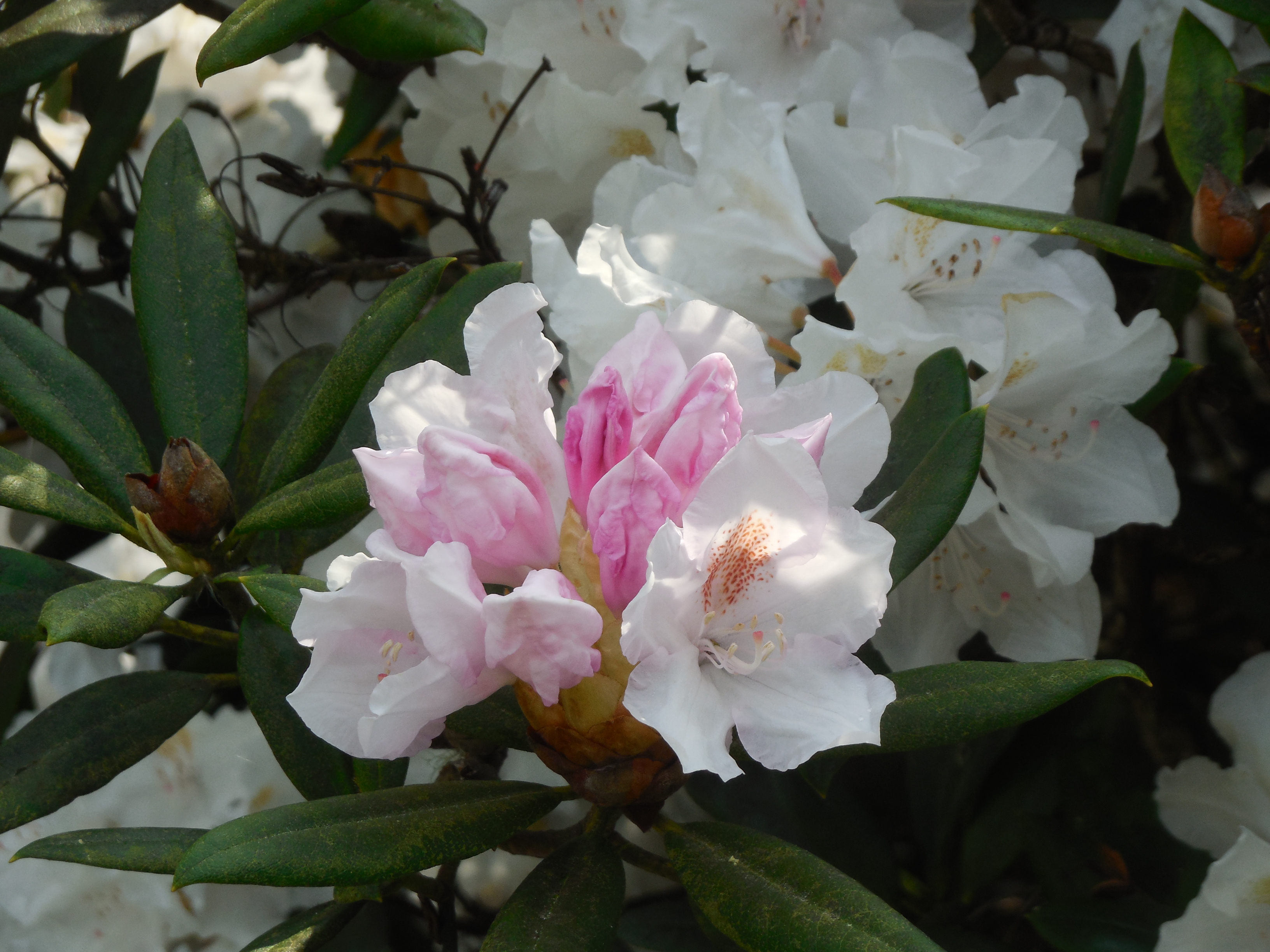 boutiguery-parc-floral-finistere (22)