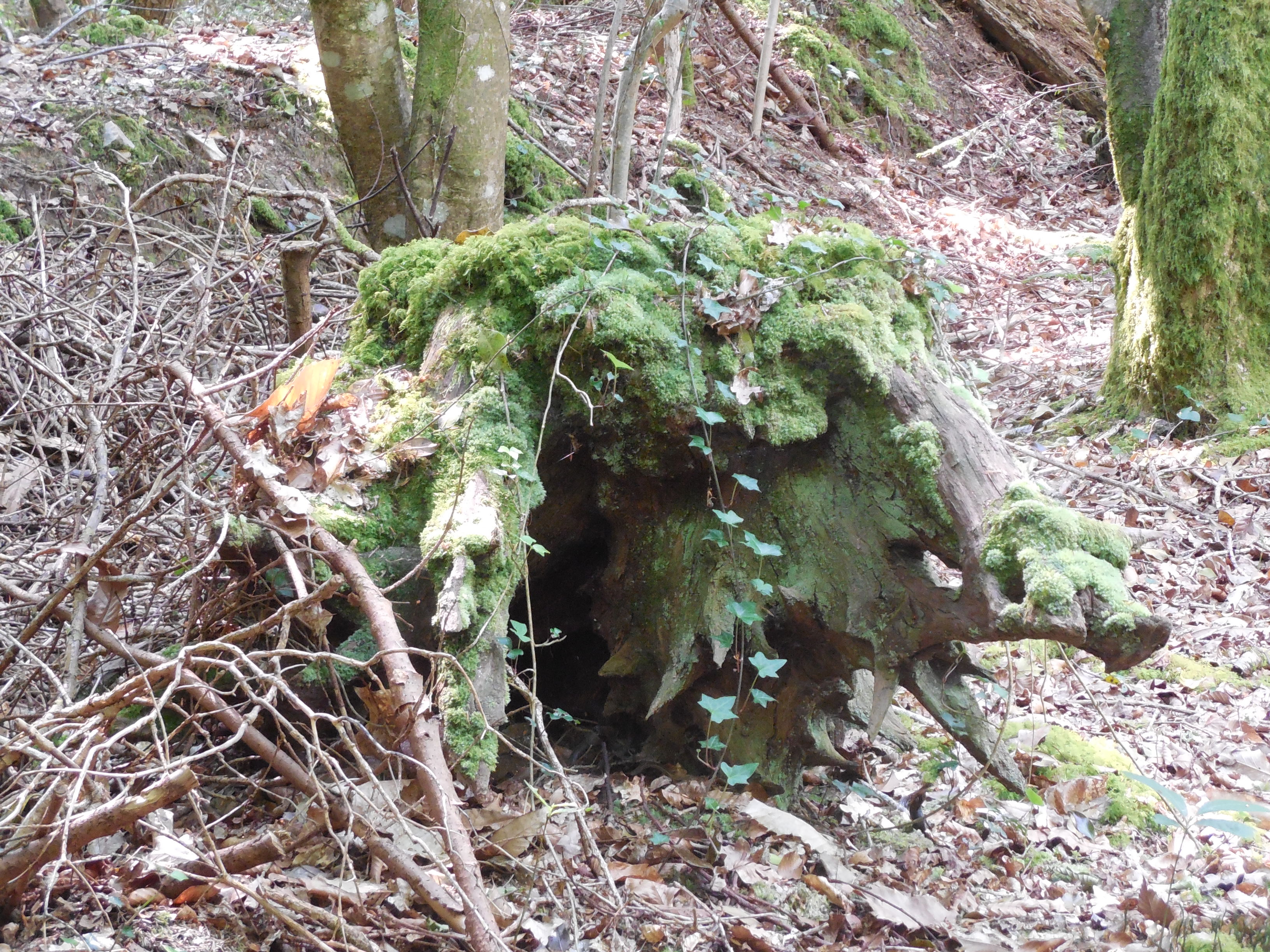 boutiguery-parc-floral-finistere (79)