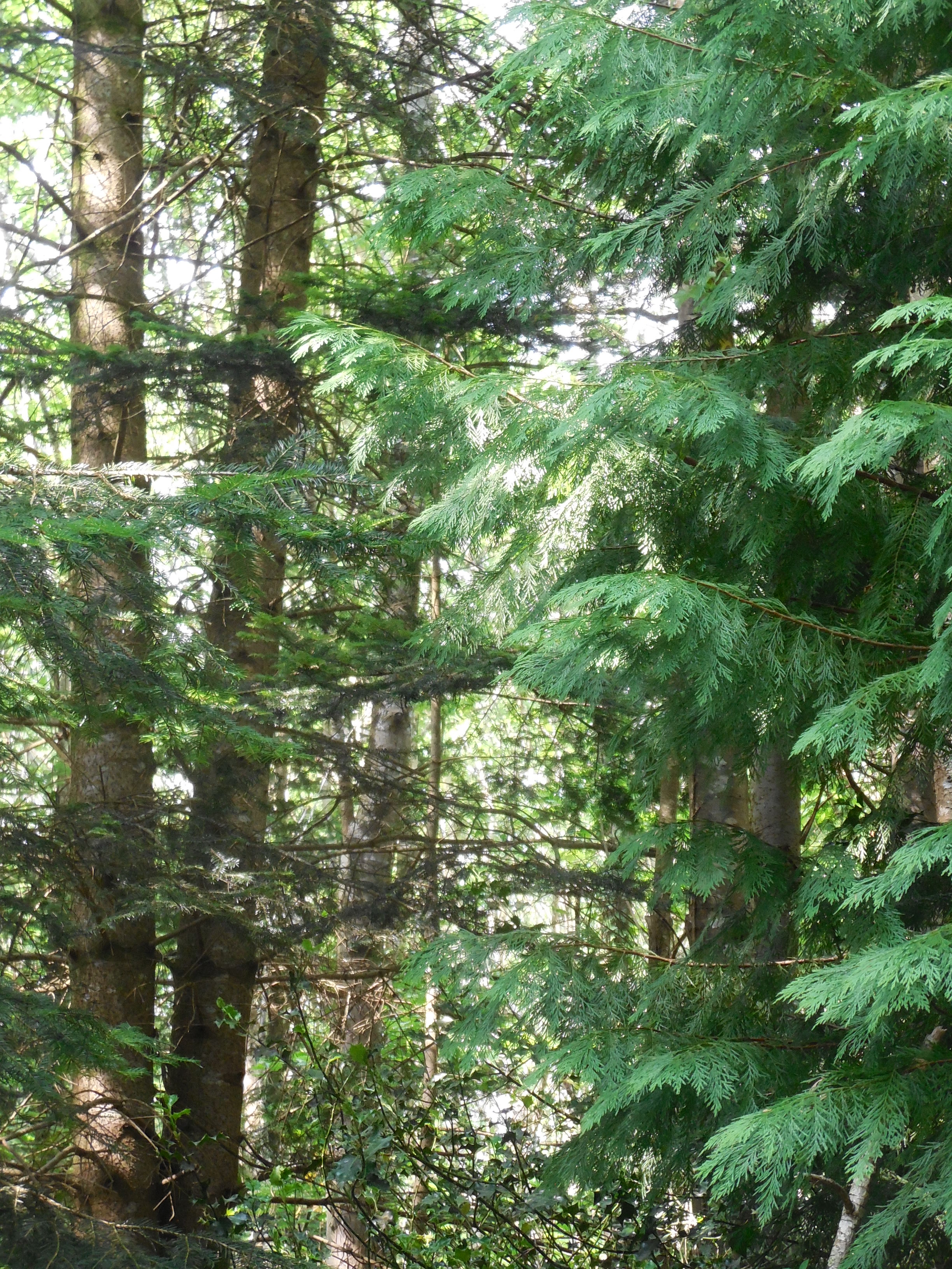 boutiguery-parc-floral-finistere (81)