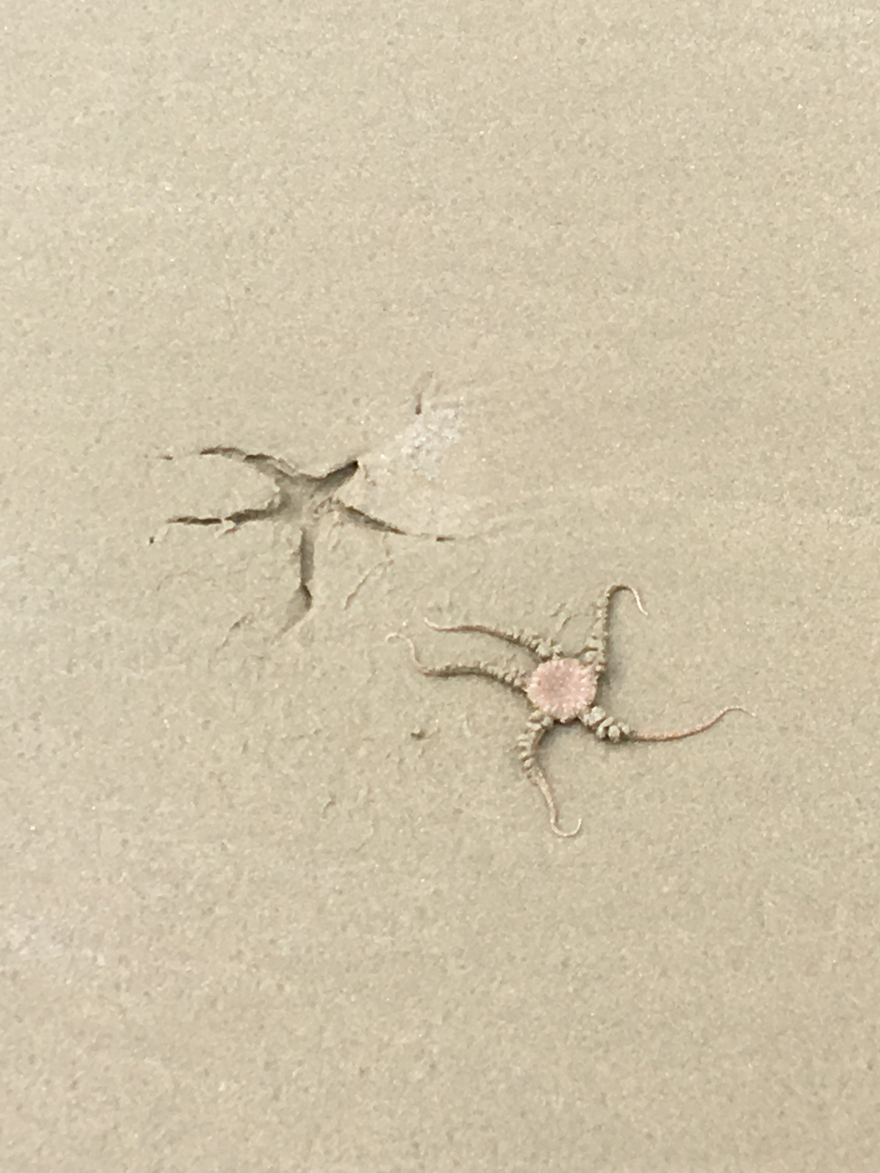 plage-ste-anne-la-palud-052018 (9)