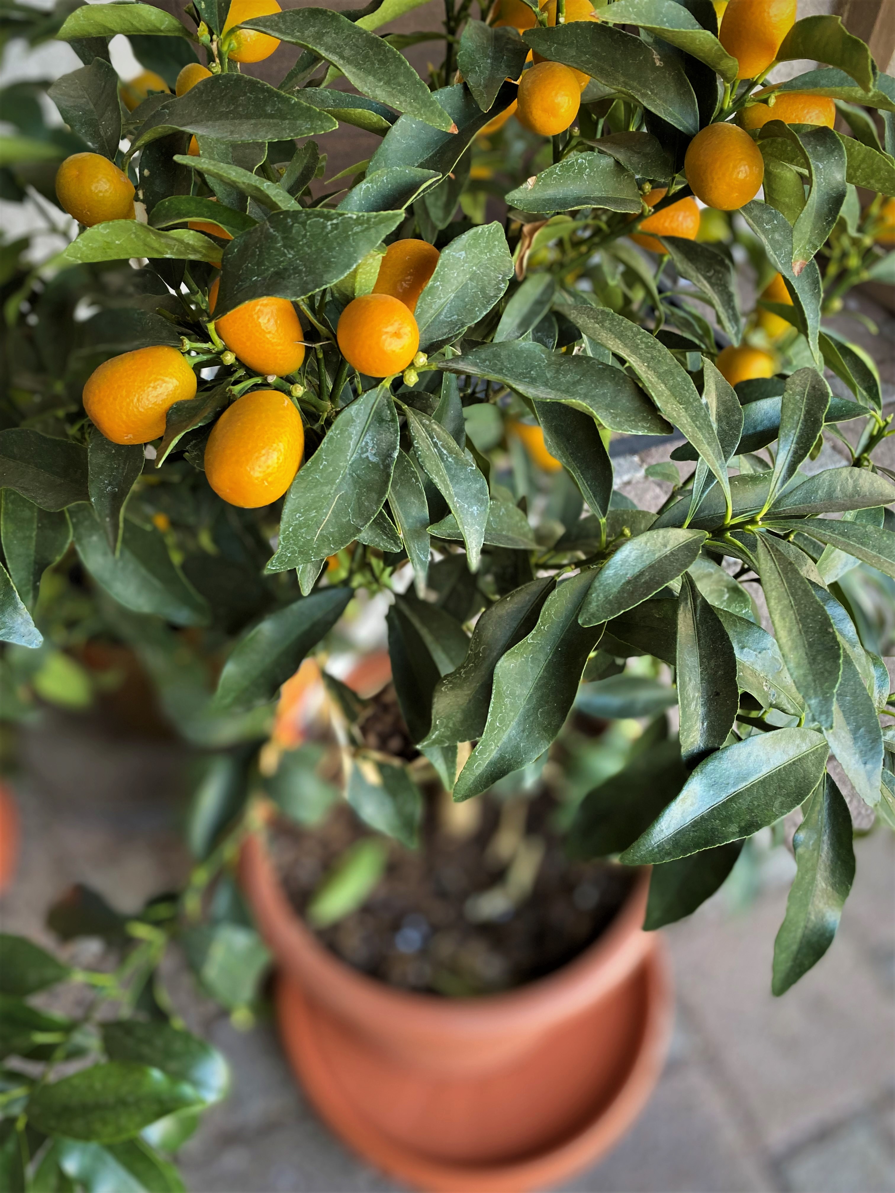 Kumquat