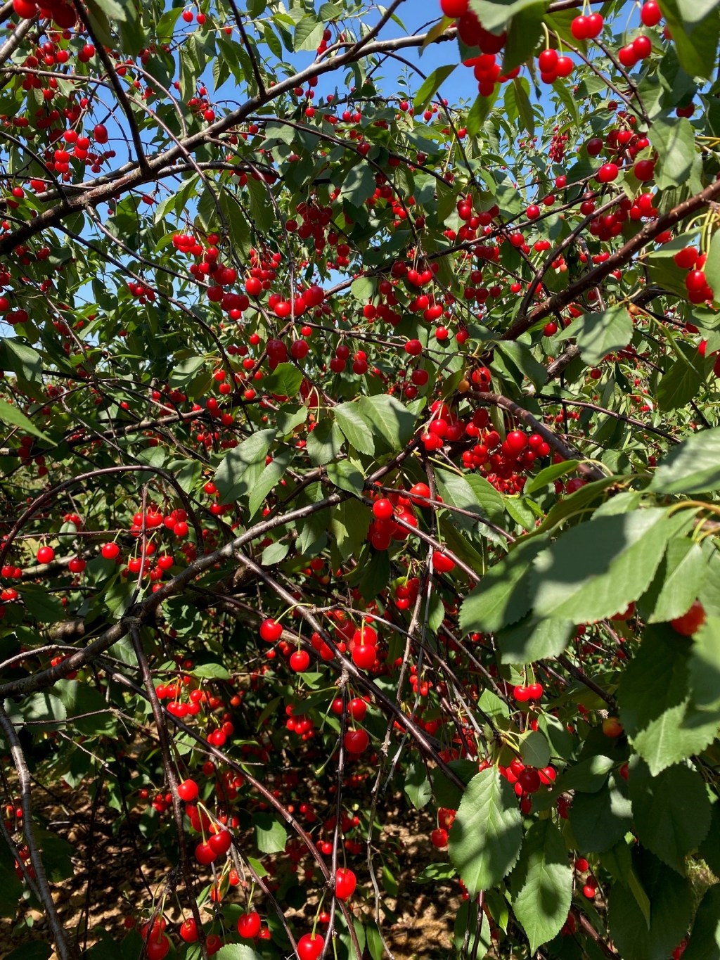 Le charme de la cerise | Quelques idées remplies de sa douce saveur