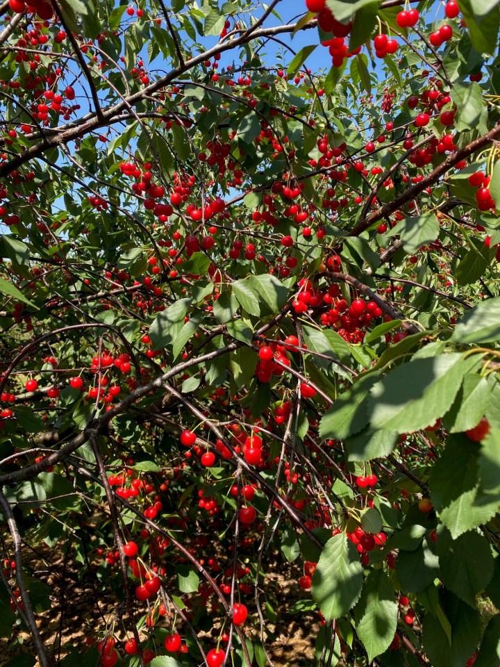 Le charme de la cerise | Quelques idées remplies de sa douce&nbsp;saveur